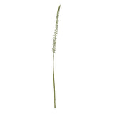 white eremurus stem