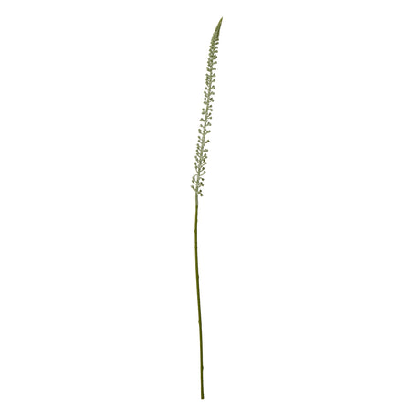 white eremurus stem