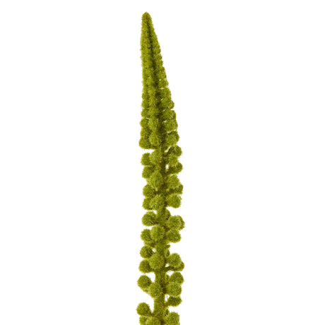 green eremurus stem
