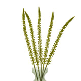 green eremurus stem