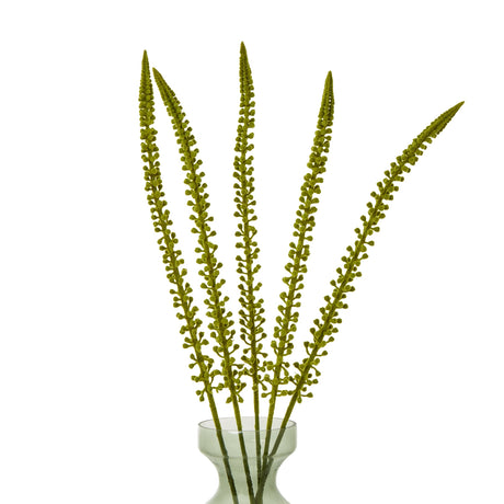 green eremurus stem