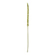 green eremurus stem