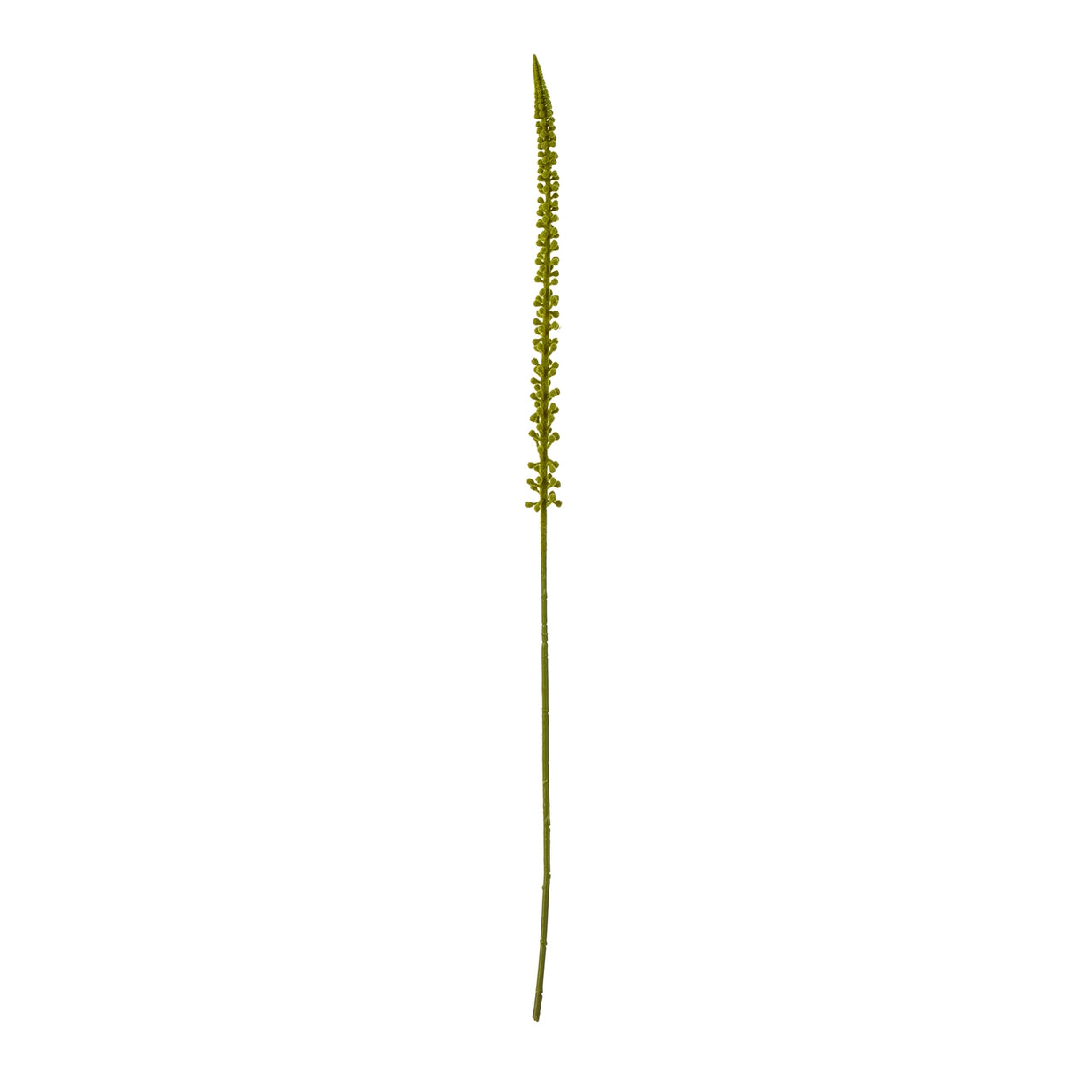 green eremurus stem