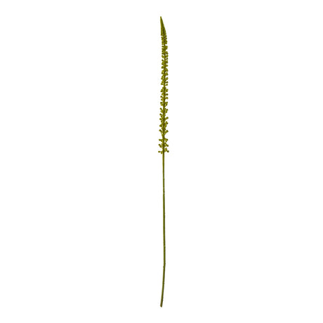 green eremurus stem
