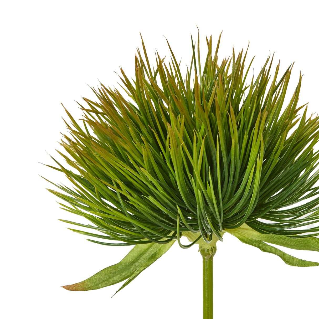 green moss stem