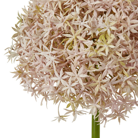 lilac giant allium stem