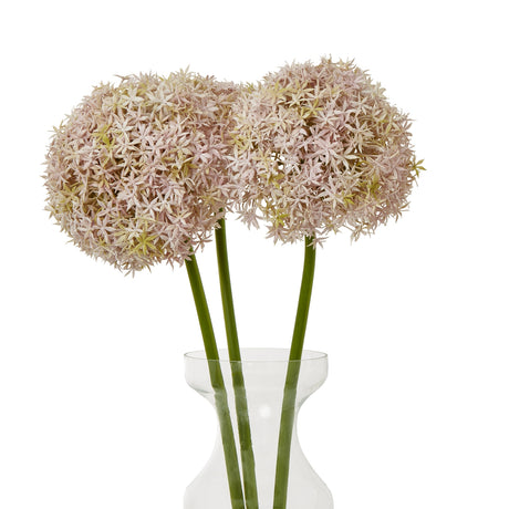 lilac giant allium stem
