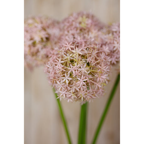 lilac giant allium stem