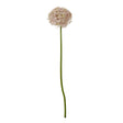 lilac giant allium stem