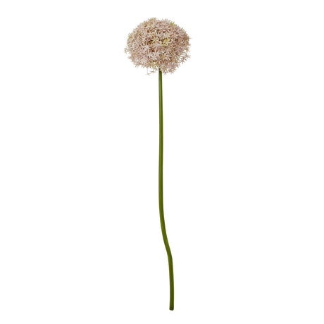 lilac giant allium stem