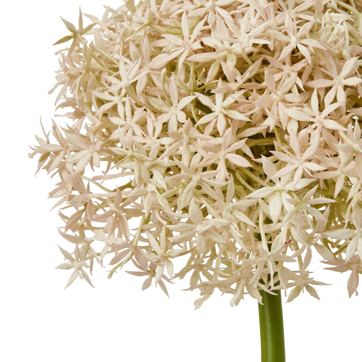 pink giant allium stem