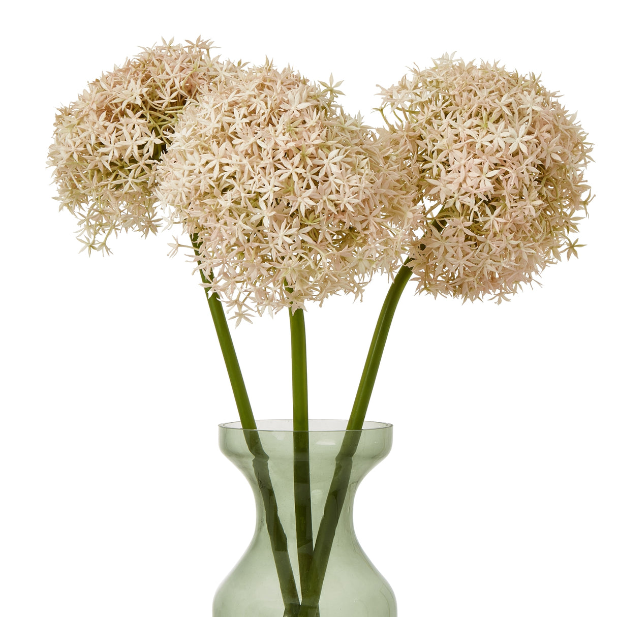 pink giant allium stem