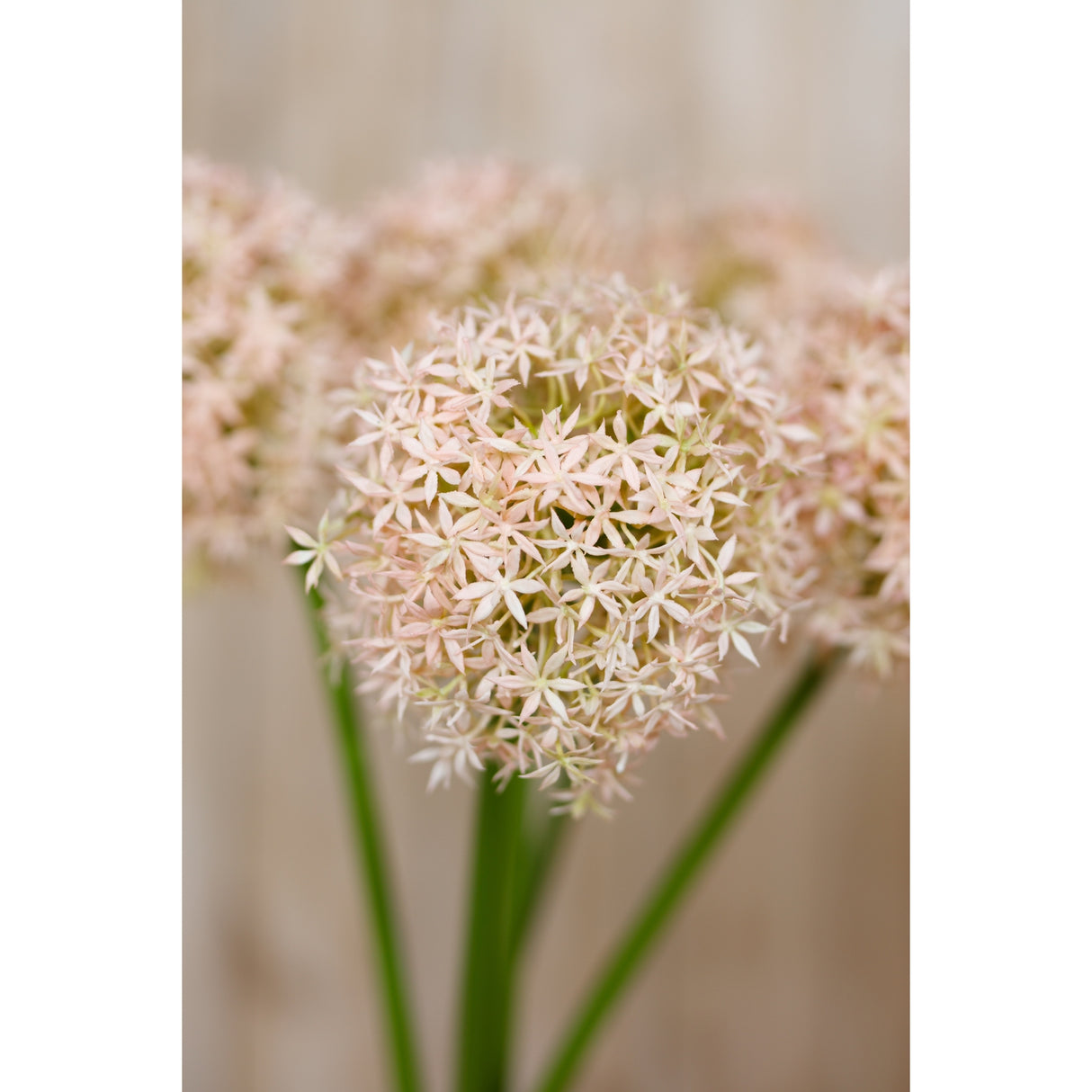 pink giant allium stem