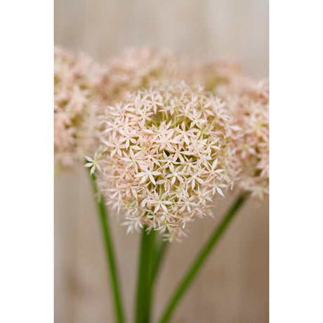 pink giant allium stem