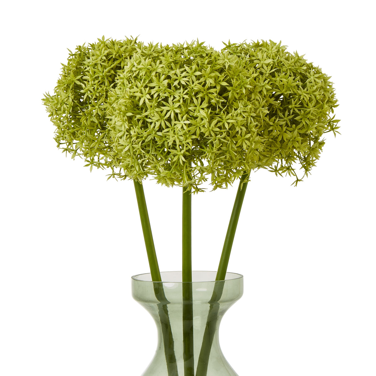 green giant allium stem