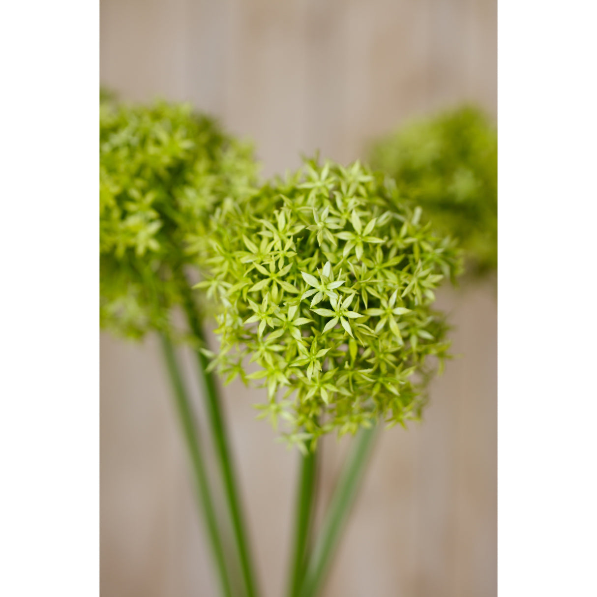 green giant allium stem