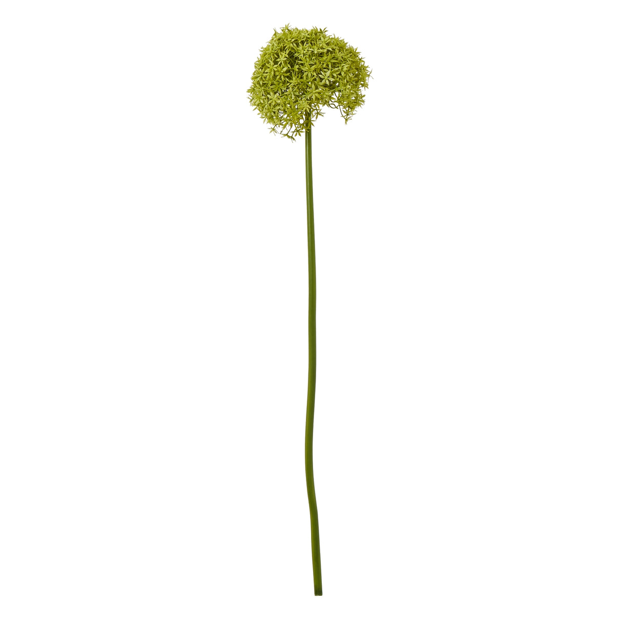 green giant allium stem