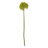 Daphne Giant Allium Stem