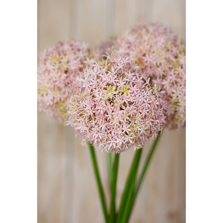 lilac medium allium stem