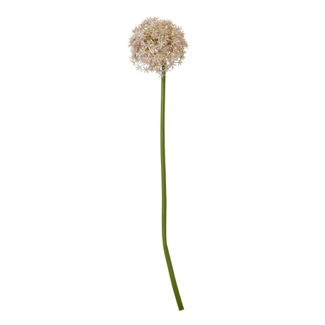 lilac medium allium stem
