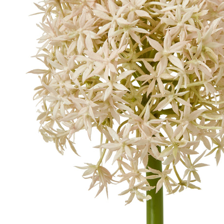 pink medium allium stem