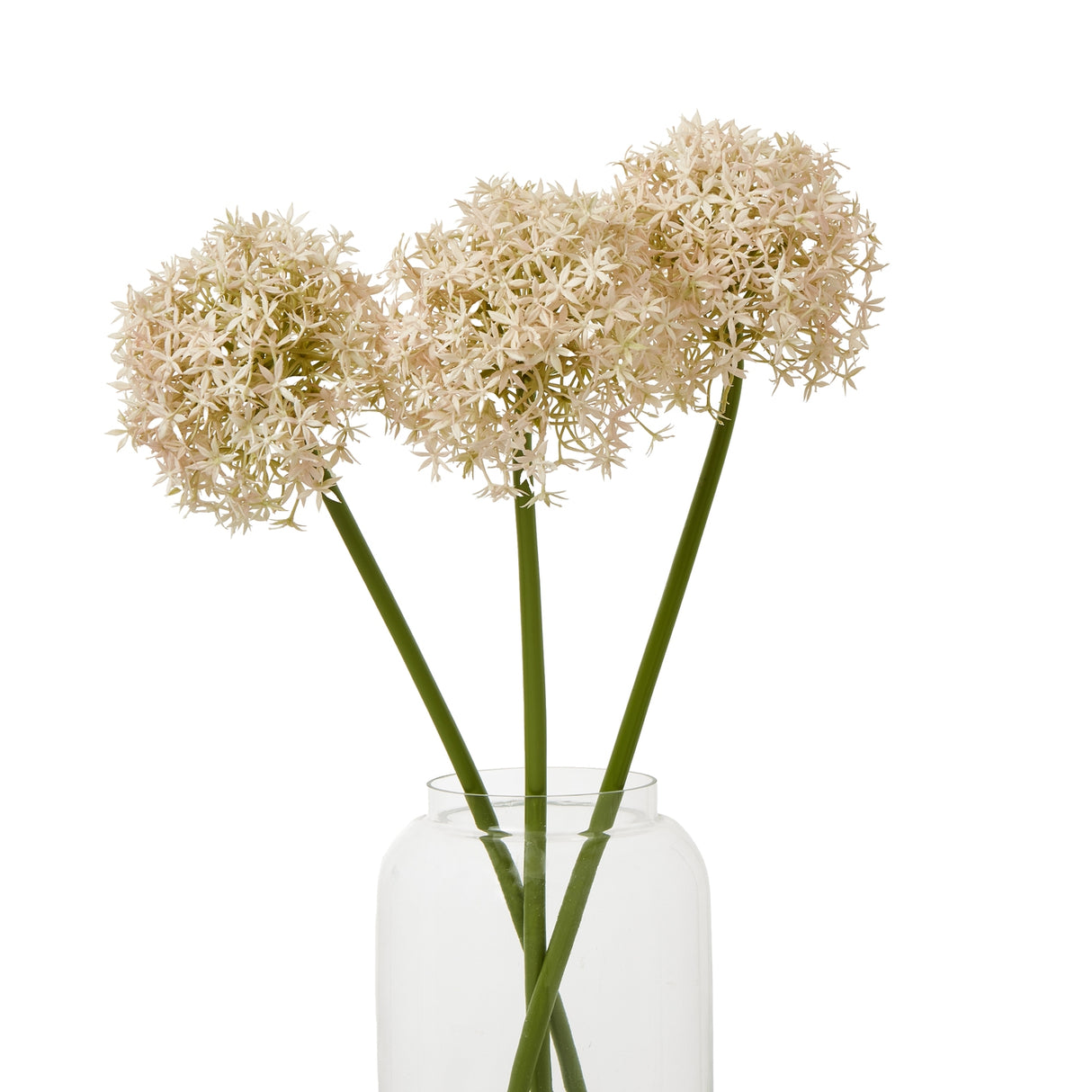 pink medium allium stem
