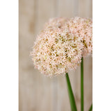 pink medium allium stem