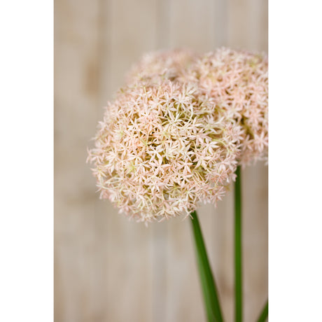 pink medium allium stem