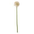 pink medium allium stem
