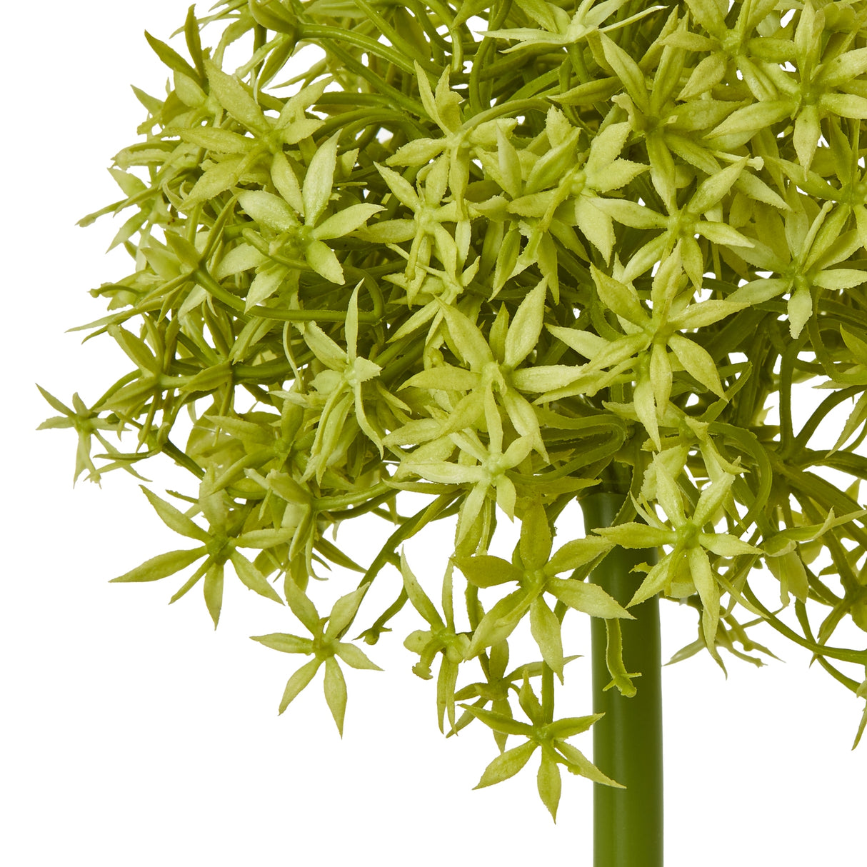 green medium allium stem