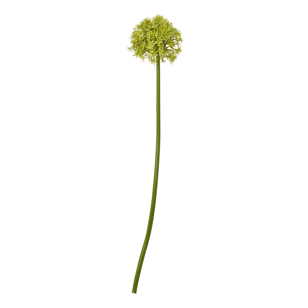 Daphne Medium Allium Stem