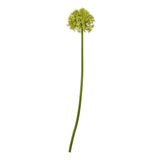 Daphne Medium Allium Stem