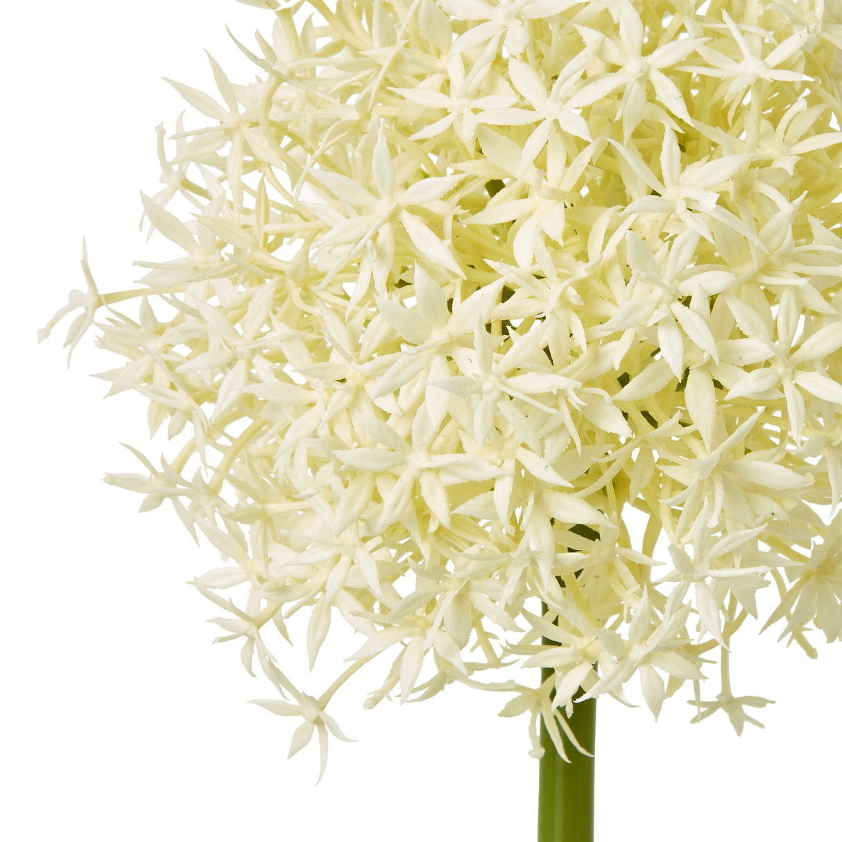 cream medium allium stem
