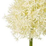 cream medium allium stem
