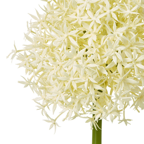 cream medium allium stem