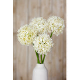 cream medium allium stem