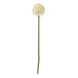cream medium allium stem