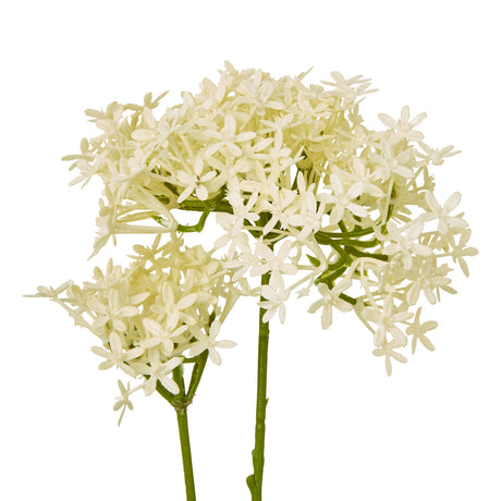 cream crown hydrangea stem