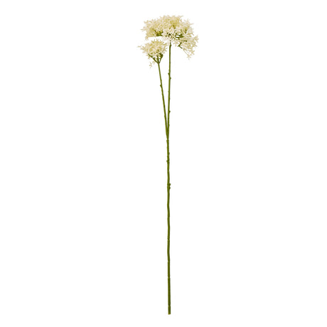 cream crown hydrangea stem