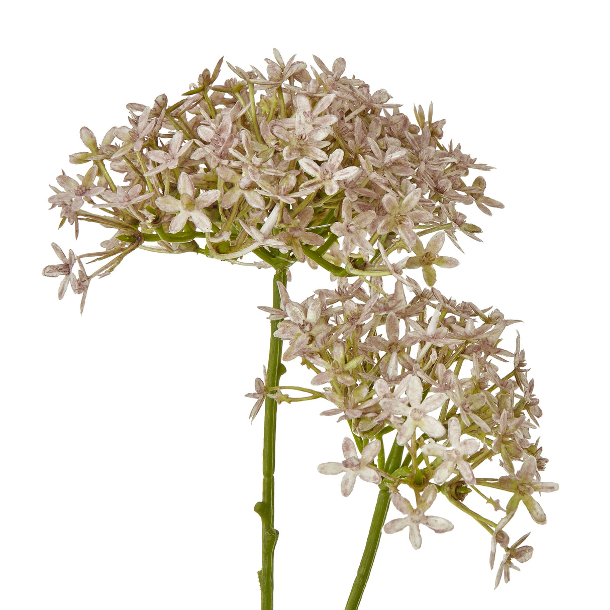 lilac crown hydrangea stem