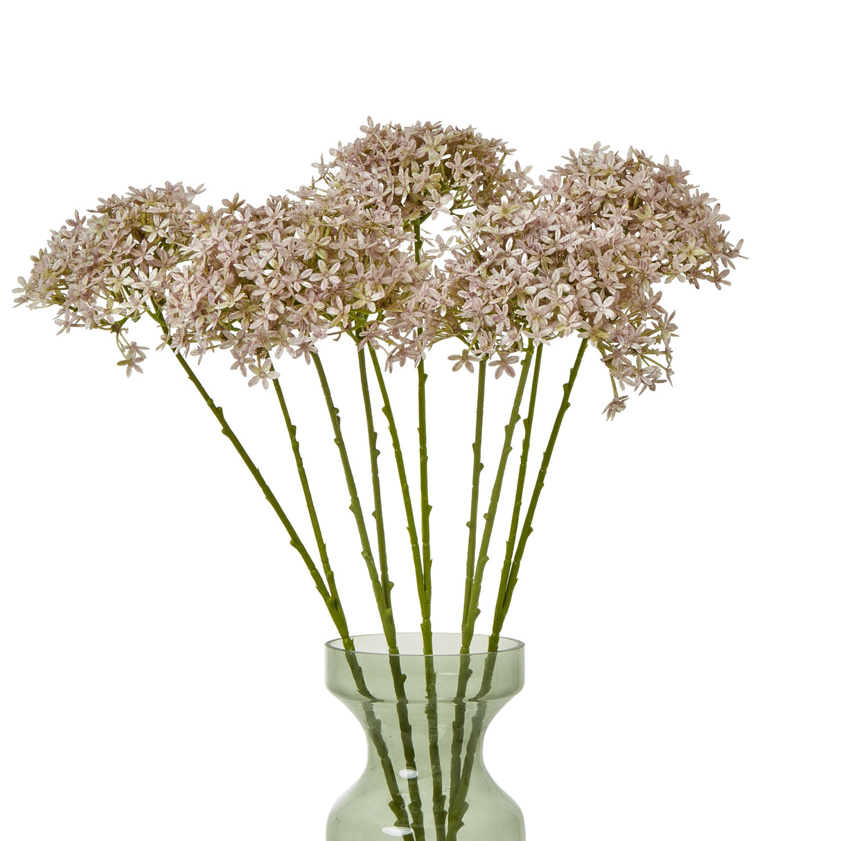 lilac crown hydrangea stem
