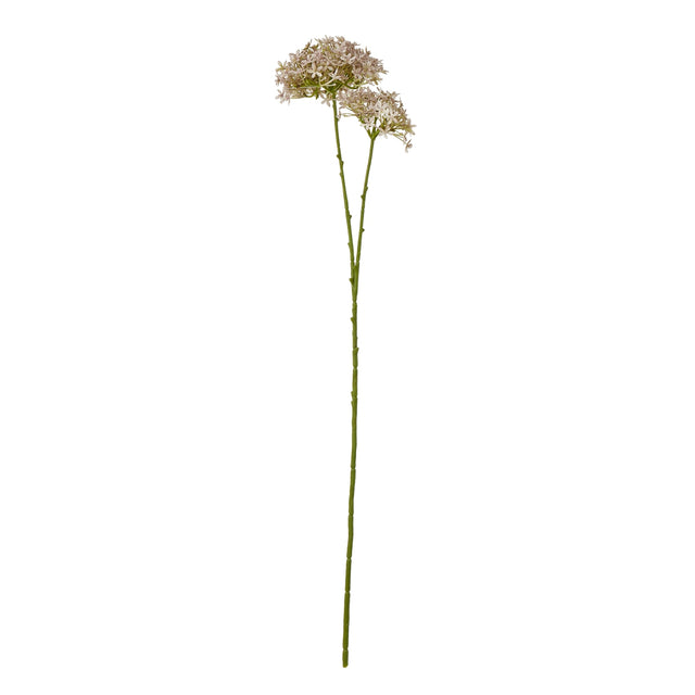 lilac crown hydrangea stem