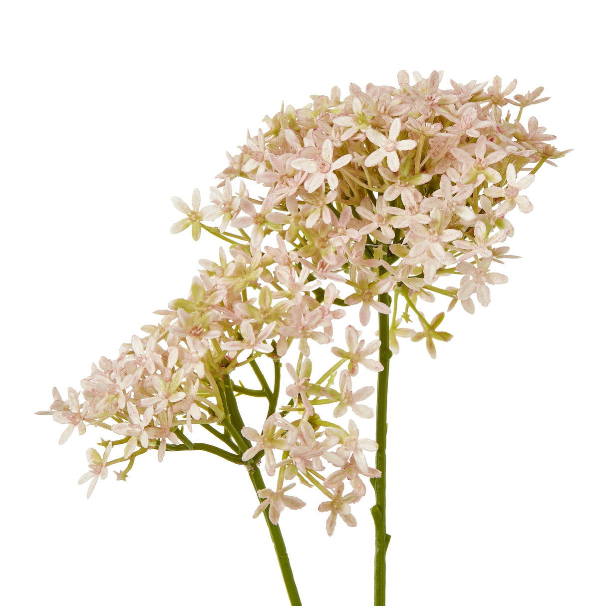 pink crown hydrangea stem
