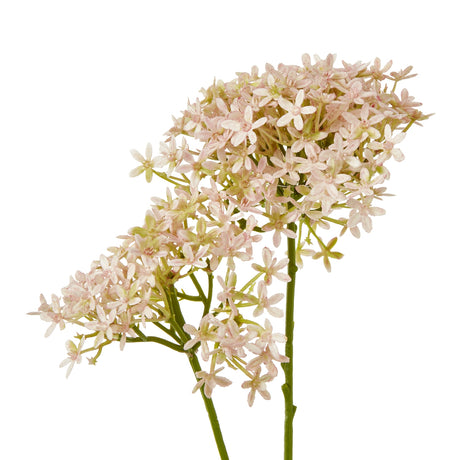pink crown hydrangea stem
