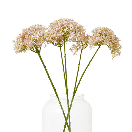 pink crown hydrangea stem