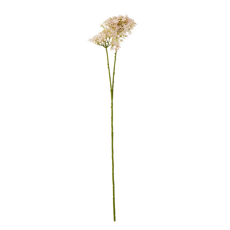 pink crown hydrangea stem