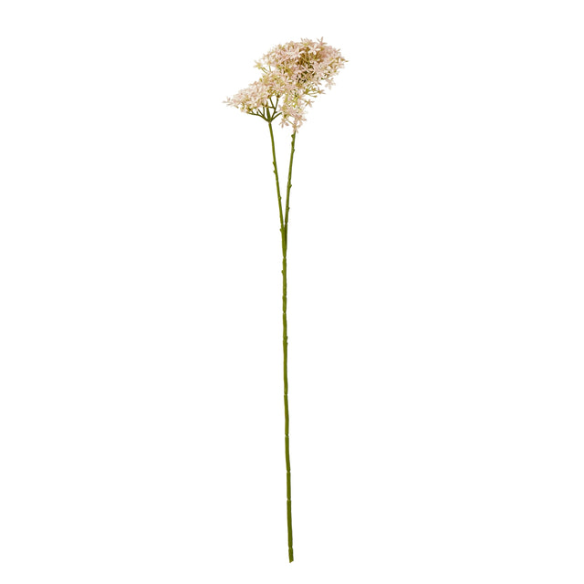 pink crown hydrangea stem