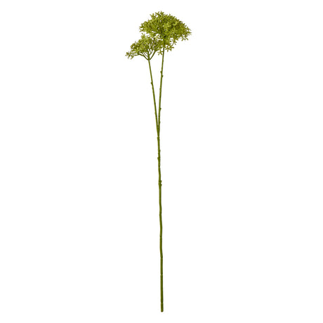 green crown hydrangea stem