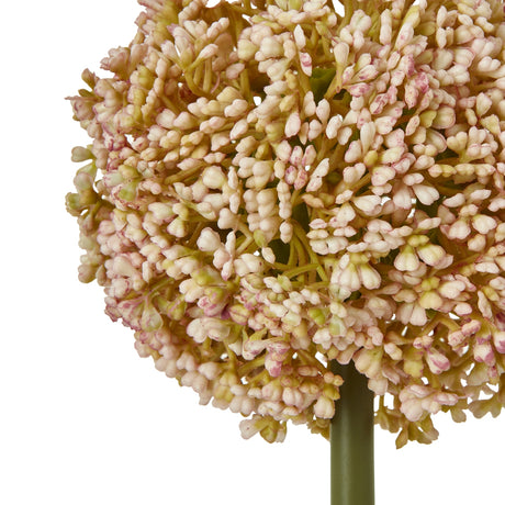 pink allium stem