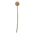 pink allium stem